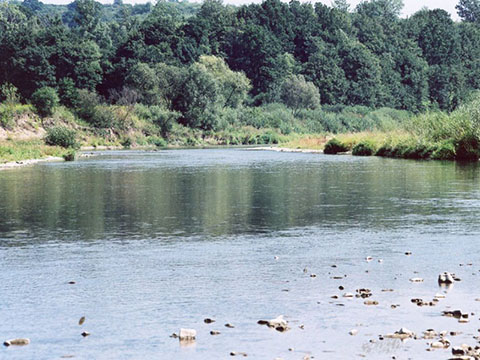 Rzeka Wisłoka - Kołaczyce