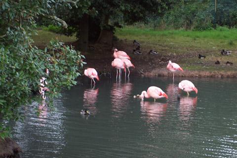 Flamingi (karmazyny)
