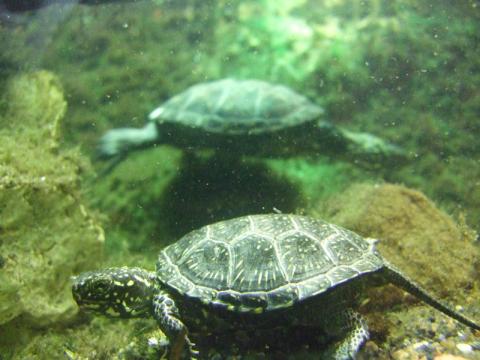 Żółwie pod wodą